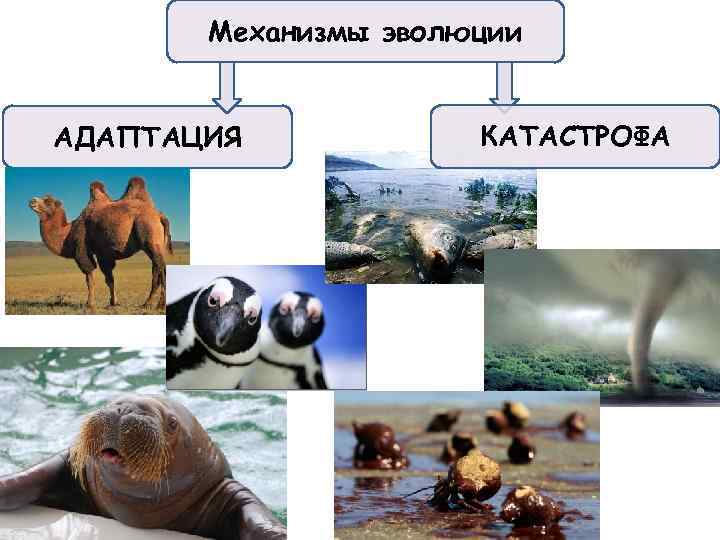 Механизмы эволюции АДАПТАЦИЯ КАТАСТРОФА 
