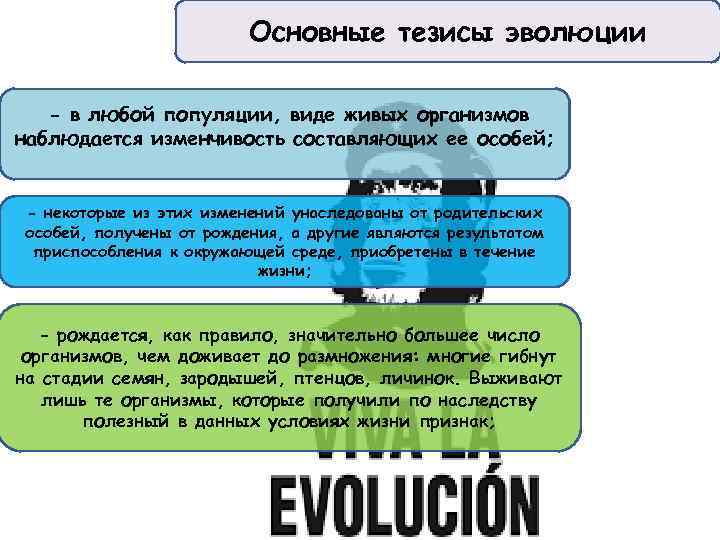 Основные тезисы эволюции - в любой популяции, виде живых организмов наблюдается изменчивость составляющих ее