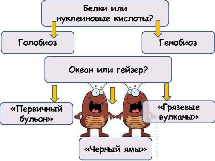 Белки или нуклеиновые кислоты? Голобиоз Генобиоз Океан или гейзер? «Грязевые вулканы» «Первичный бульон» «Черный