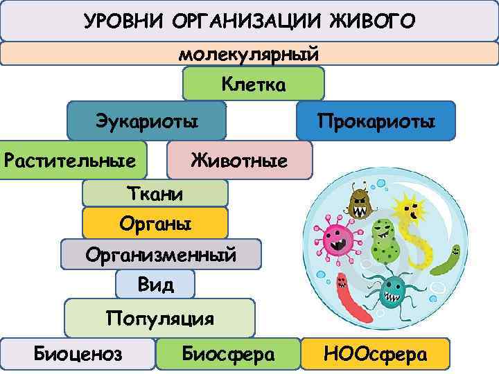 УРОВНИ ОРГАНИЗАЦИИ ЖИВОГО молекулярный Клетка Эукариоты Растительные Прокариоты Животные Ткани Органы Организменный Вид Популяция