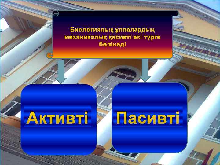 Биологиялық ұлпалардың механикалық қасиеті екі түрге бөлінеді Активті Пасивті 