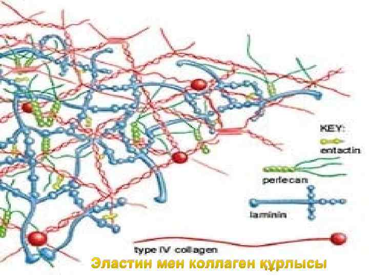 Эластин мен коллаген құрлысы 