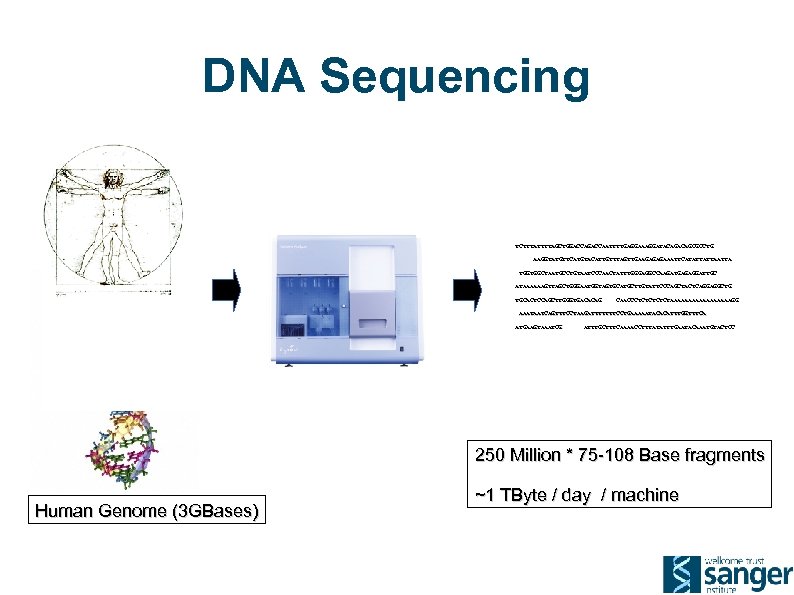 DNA Sequencing TCTTTATTTTAGCTGGACCAATTTTGAGGAAAGGATACAGCGCCTG AAGGTATGTTCATGTACATTGTTTAGTTGAAGAGAGAAATTCATATTATTA TGGTGGCTAATGCCTGTAATCCCAACTATTTGGGAGGCCAAGATGAGAGGATTGC ATAAAAAAGTTAGCTGGGAATGGTAGTGCATGCTTGTATTCCCAGCTACTCAGGAGGCTG TGCACTCCAGCTTGGGTGACACAG CAACCCTCTCTAAAAAAAAAGG AAATAATCAGTTTCCTAAGATTTTTTTCCTGAAAAATACACATTTGGTTTCA ATGAAGTAAATCG ATTTGCTTTCAAAACCTTTATATTTGAATACAAATGTACTCC 250 Million *