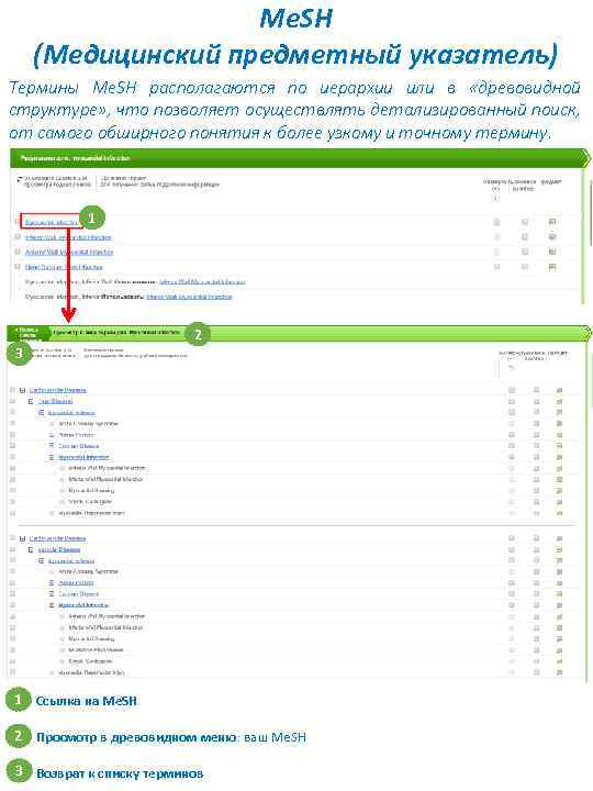 Me. SH (Медицинский предметный указатель) Термины Me. SH располагаются по иерархии или в «древовидной