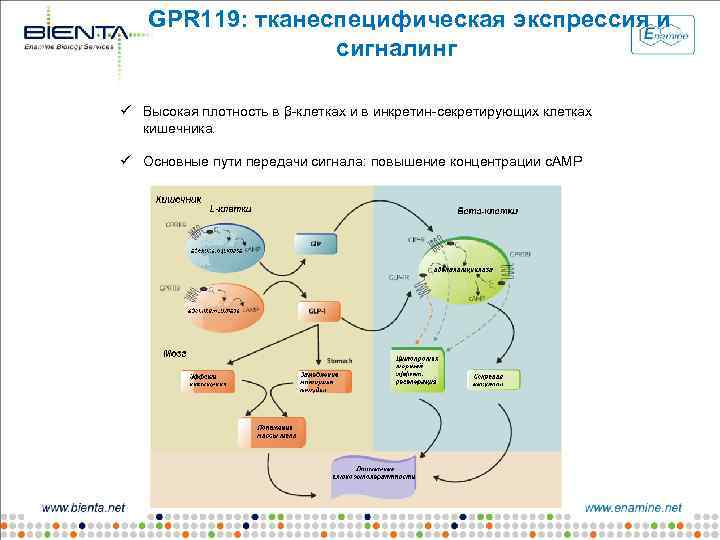 GPR 119: тканеспецифическая экспрессия и сигналинг ü Высокая плотность в β-клетках и в инкретин-секретирующих