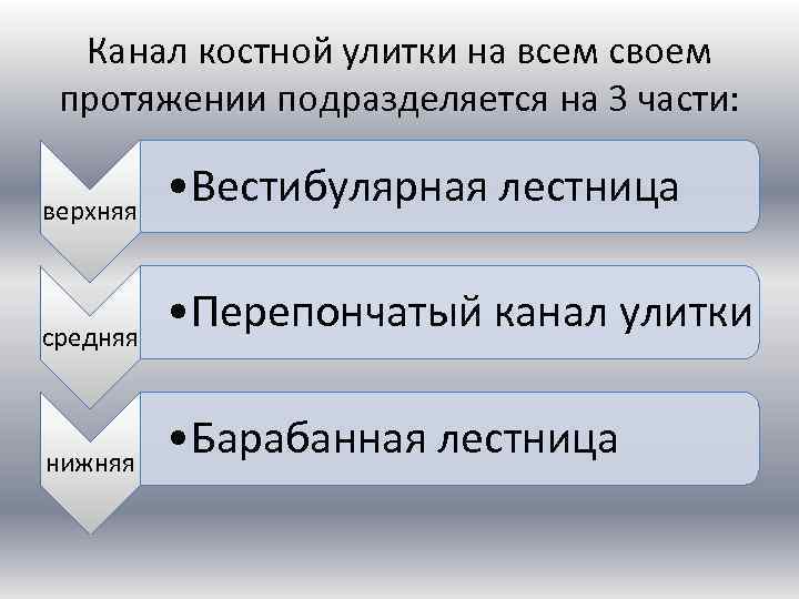 Канал костной улитки на всем своем протяжении подразделяется на 3 части: верхняя средняя нижняя