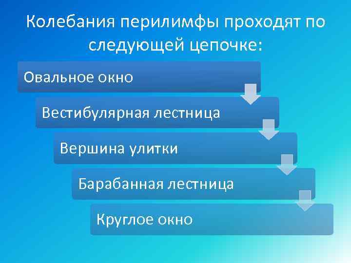 Колебания перилимфы проходят по следующей цепочке: Овальное окно Вестибулярная лестница Вершина улитки Барабанная лестница