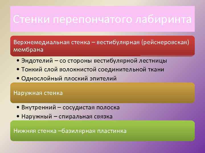 Стенки перепончатого лабиринта Верхнемедиальная стенка – вестибулярная (рейснеровская) мембрана • Эндотелий – со стороны