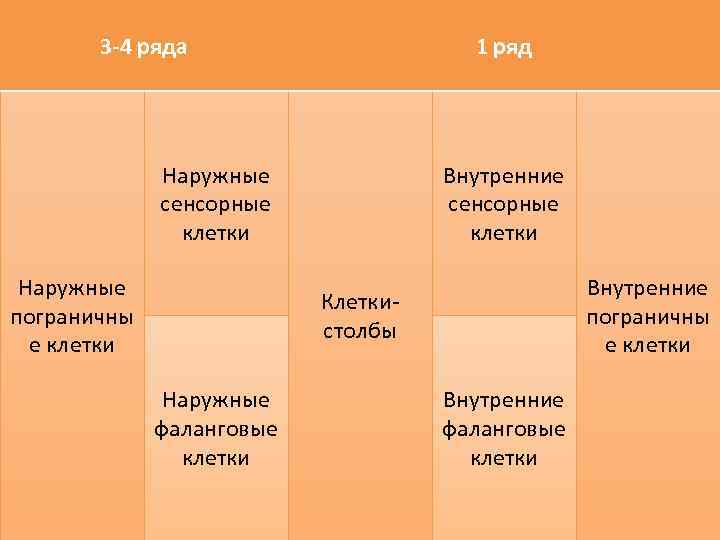 3 -4 ряда 1 ряд Наружные сенсорные клетки Наружные пограничны е клетки Внутренние сенсорные