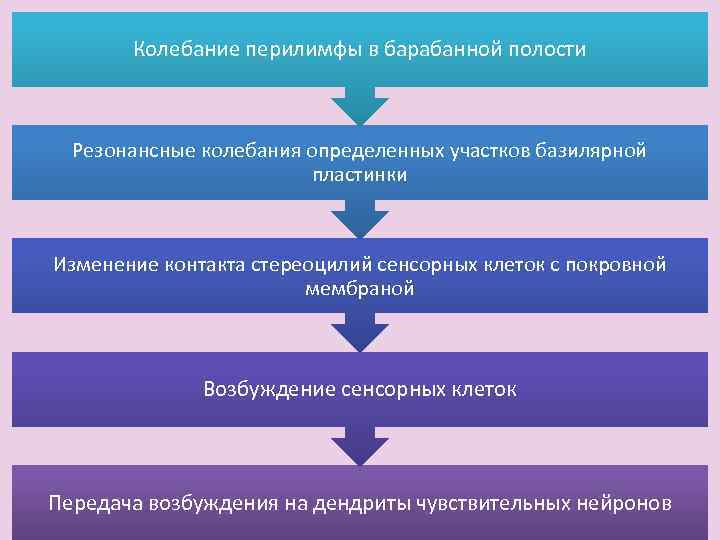 Колебание перилимфы в барабанной полости Резонансные колебания определенных участков базилярной пластинки Изменение контакта стереоцилий