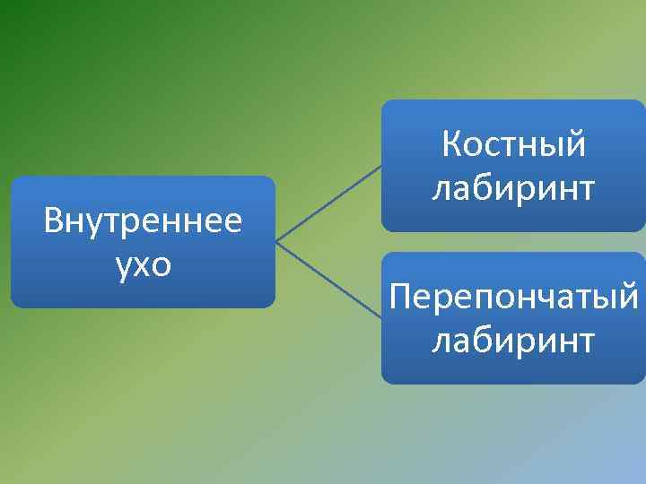 Внутреннее ухо Костный лабиринт Перепончатый лабиринт 