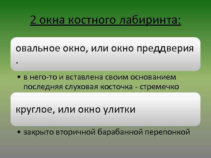 2 окна костного лабиринта: овальное окно, или окно преддверия. • в него-то и вставлена