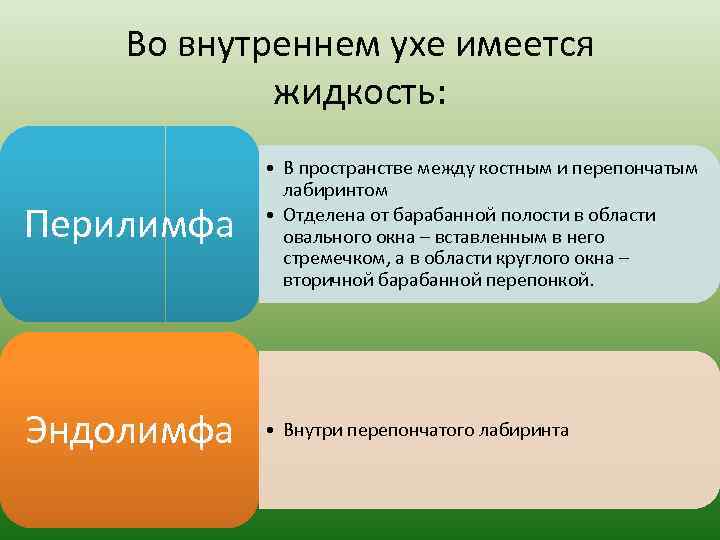 Во внутреннем ухе имеется жидкость: Перилимфа • В пространстве между костным и перепончатым лабиринтом
