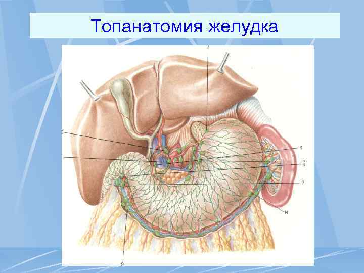 Топанатомия желудка 