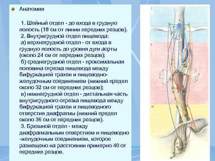 Анатомия 1. Шейный отдел - до входа в грудную полость (18 см от линии