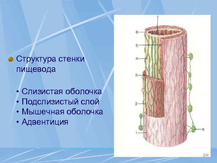 Структура стенки пищевода • Слизистая оболочка • Подслизистый слой • Мышечная оболочка • Адвентиция