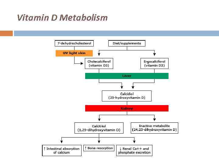 Vitamin D Metabolism 