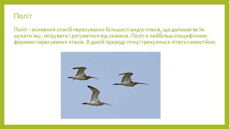 Політ - основний спосіб пересування більшості видів птахів, що допомагає їм шукати їжу, мігрувати