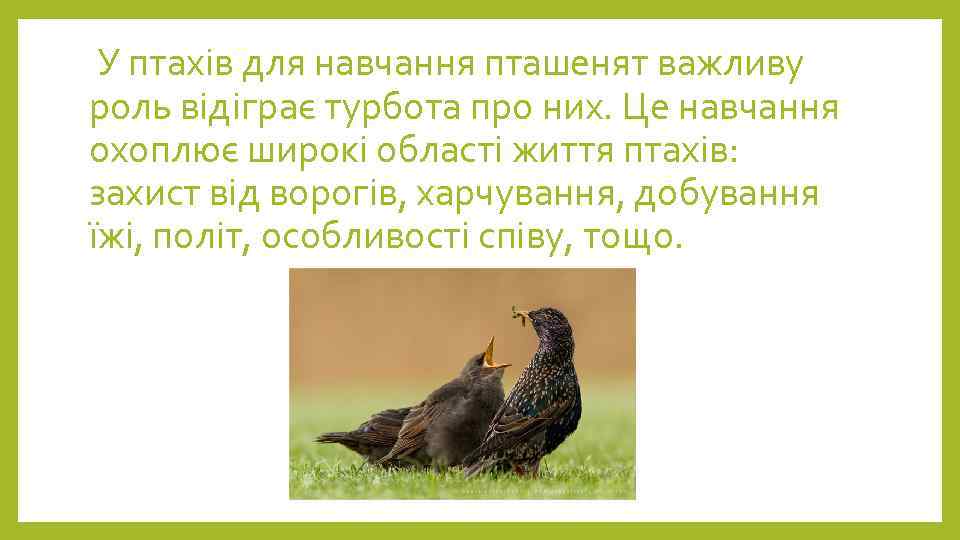 У птахів для навчання пташенят важливу роль відіграє турбота про них. Це навчання охоплює