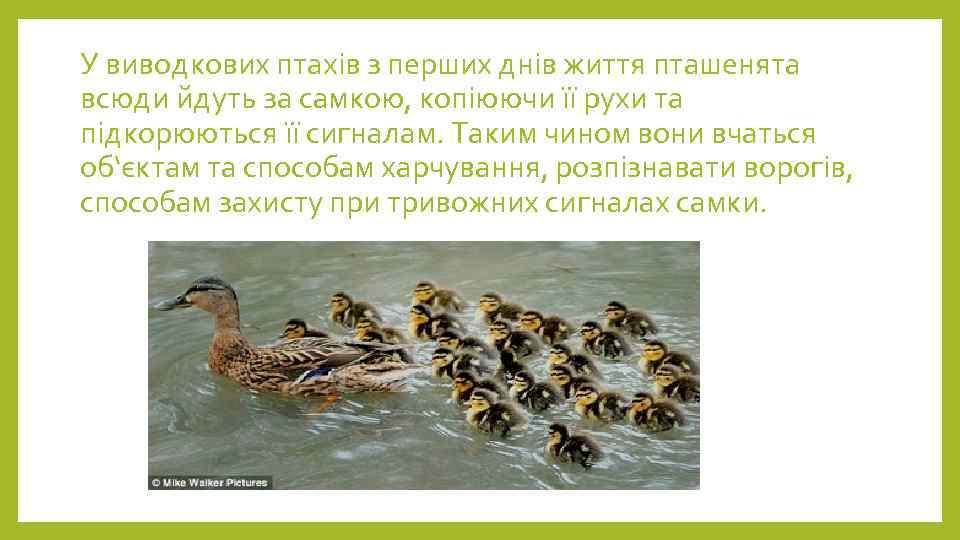 У виводкових птахів з перших днів життя пташенята всюди йдуть за самкою, копіюючи її