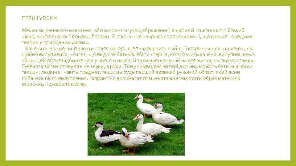 ПЕРШІ УРОКИ Механізм раннього навчання, або імпринтінгу (відображення) відкрив й описав австрійський лікар, автор
