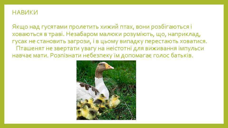 НАВИКИ Якщо над гусятами пролетить хижий птах, вони розбігаються і ховаються в траві. Незабаром