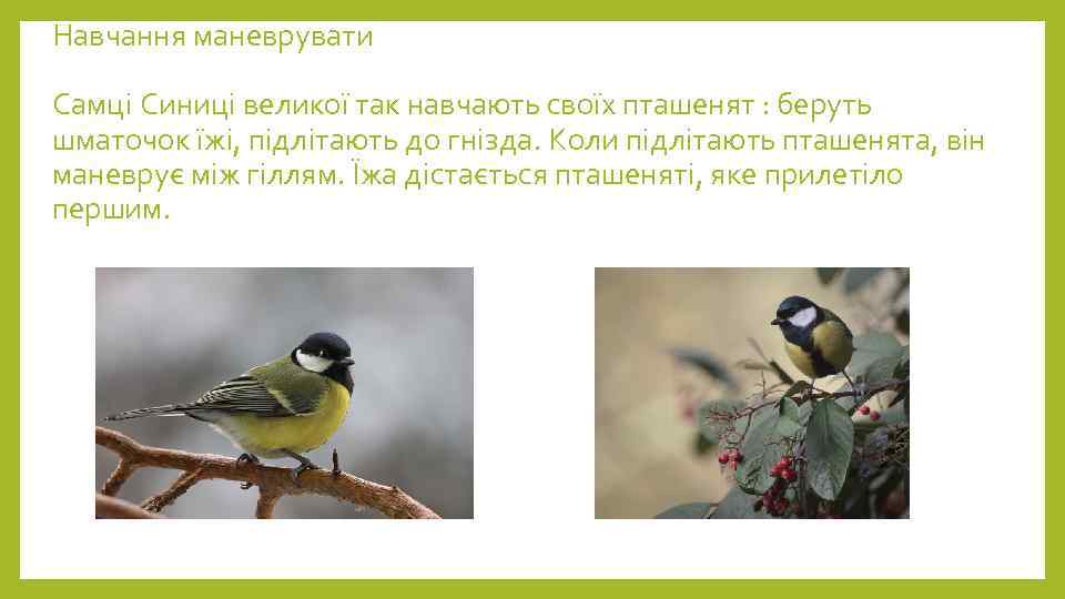 Навчання маневрувати Самці Синиці великої так навчають своїх пташенят : беруть шматочок їжі, підлітають