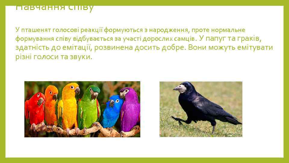 Навчання співу У пташенят голосові реакції формуються з народження, проте нормальне формування співу відбувається