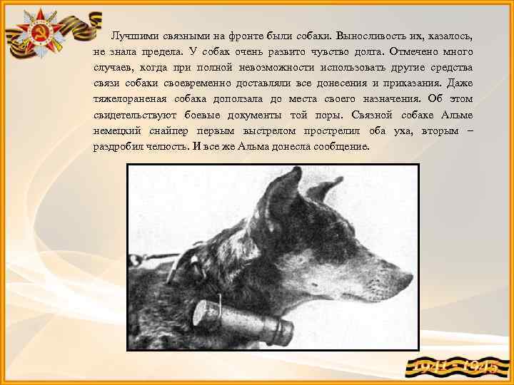 Лучшими связными на фронте были собаки. Выносливость их, казалось, не знала предела. У