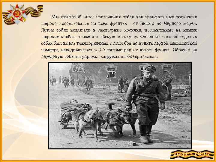  Многовековой опыт применения собак как транспортных животных широко использовался на всех фронтах -