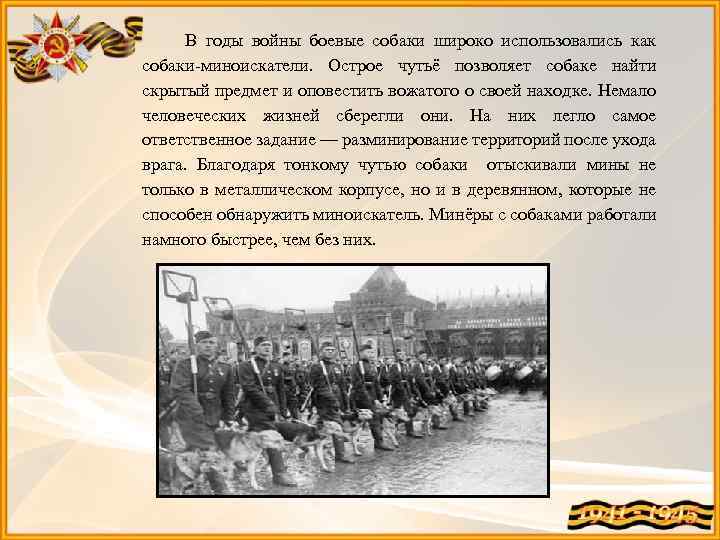 В годы войны боевые собаки широко использовались как собаки-миноискатели. Острое чутьё позволяет собаке