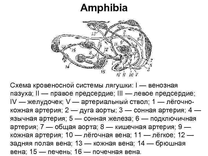 Схема кровеносной системы бесхвостой амфибии артериальная и венозная