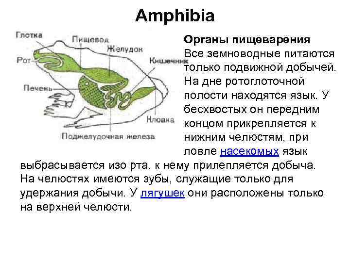 Схема пищеварительной системы лягушки