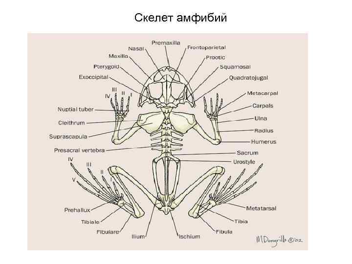Признаки скелета земноводных