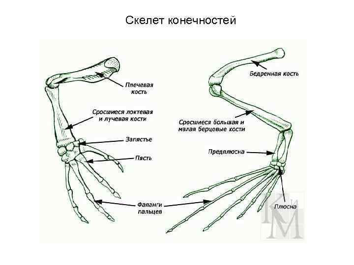 Скелет конечностей у птиц состоит из. Строение передней конечности лягушки. Строение задней конечности лягушки. Пояс передних и задних конечностей у птиц. Кости пояса задних конечностей лягушки.