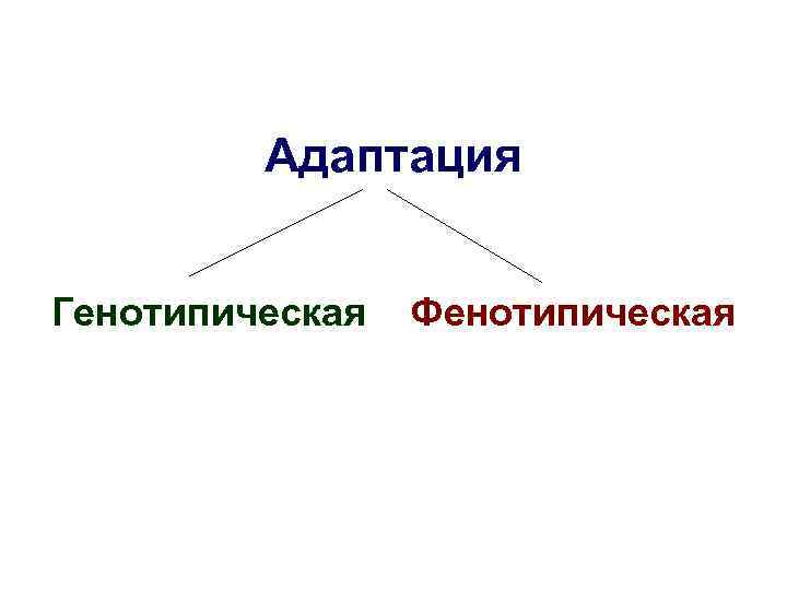 Адаптация Генотипическая Фенотипическая 