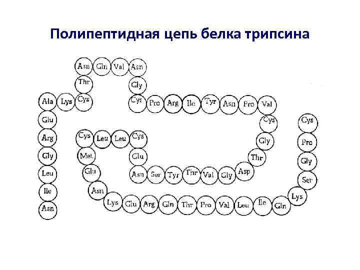 Полипептидная цепь белка трипсина 