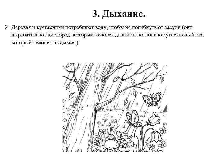 3. Дыхание. Ø Деревья и кустарники потребляют воду, чтобы не погибнуть от засухи (они
