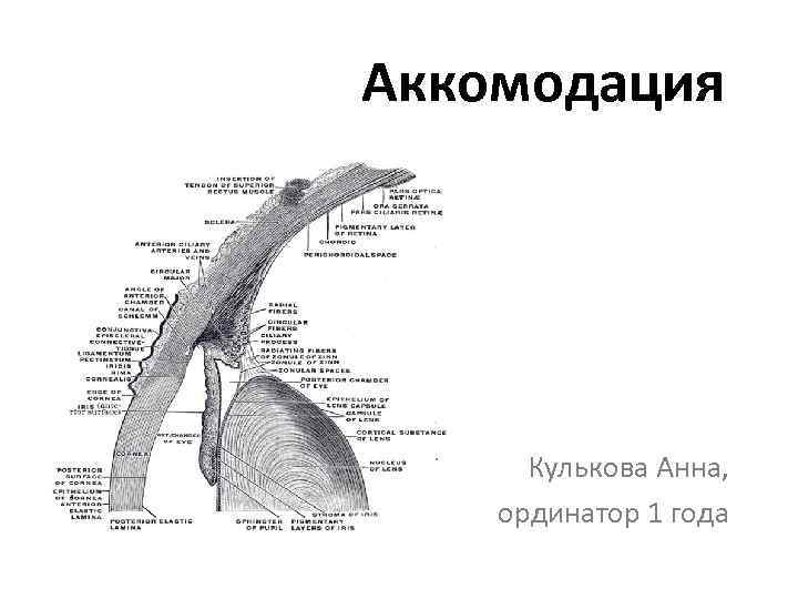 Аккомодация Кулькова Анна, ординатор 1 года 