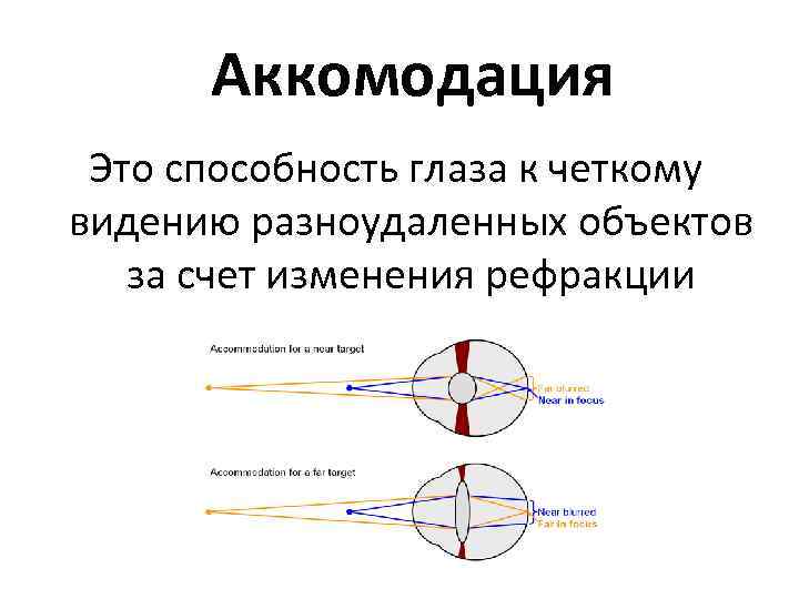 Поддержка аккомодации