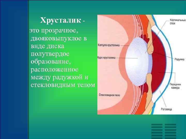 Хрусталик это прозрачное, двояковыпуклое в виде диска полутвердое образование, расположенное между радужкой и стекловидным