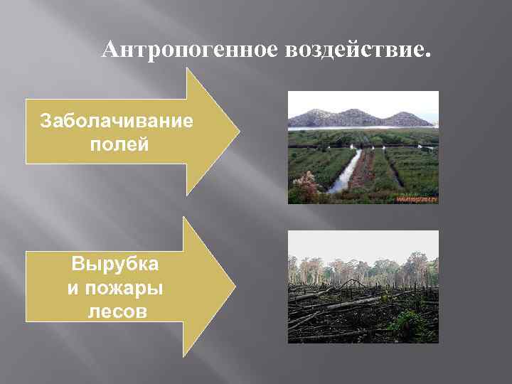 Назовите способ улучшения антропогенного ландшафта который представлен на рисунке 7