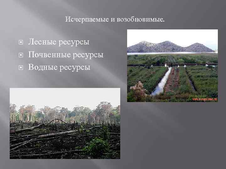 Исчерпаемые и возобновимые. Лесные ресурсы Почвенные ресурсы Водные ресурсы 