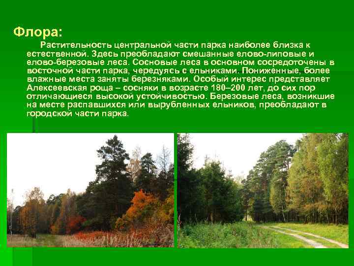 Флора: Растительность центральной части парка наиболее близка к естественной. Здесь преобладают смешанные елово-липовые и