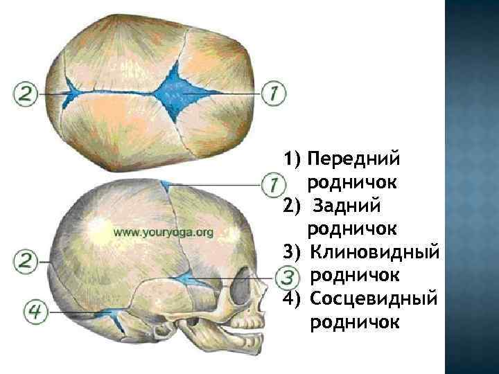 1) Передний родничок 2) Задний родничок 3) Клиновидный родничок 4) Сосцевидный родничок 