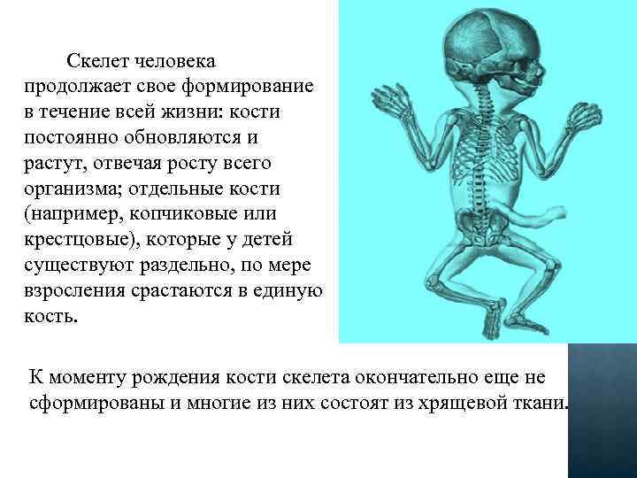 Зачем скелет