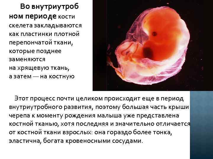  Во внутриутроб ном периоде кости скелета закладываются как пластинки плотной перепончатой ткани, которые