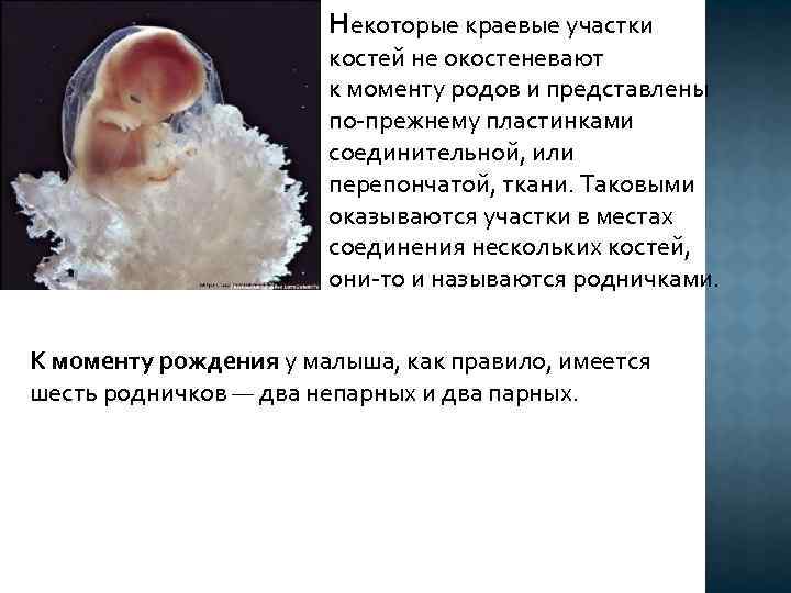 Некоторые краевые участки костей не окостеневают к моменту родов и представлены по-прежнему пластинками соединительной,