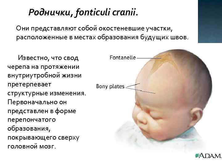 Роднички, fonticuli cranii. Они представляют собой окостеневшие участки, расположенные в местах образования будущих швов.