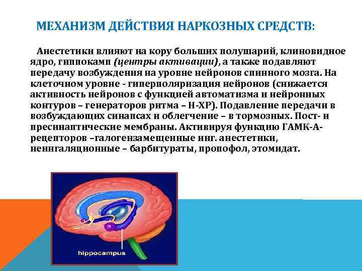 МЕХАНИЗМ ДЕЙСТВИЯ НАРКОЗНЫХ СРЕДСТВ: Анестетики влияют на кору больших полушарий, клиновидное ядро, гиппокамп (центры